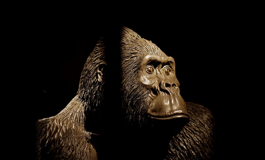 black background, studio shot, animal, mammal, animal themes HD wallpaper
