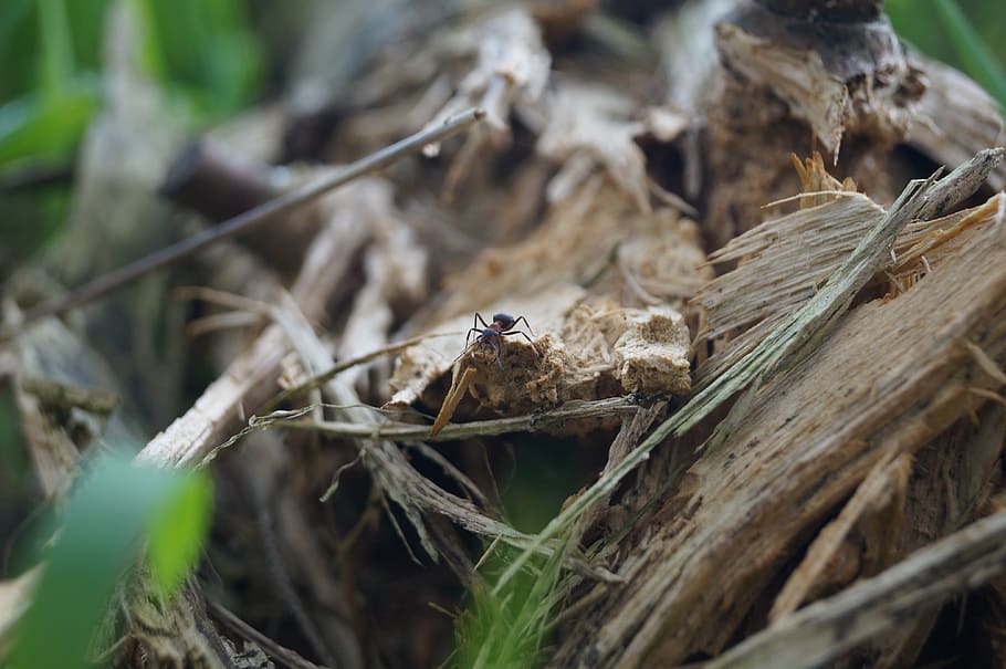ant, natural, insect, macro, small, forest, wood, animal themes HD wallpaper