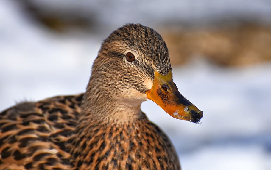 duck, mallard, snow, winter, cold, colorful, water bird, duck bird HD wallpaper