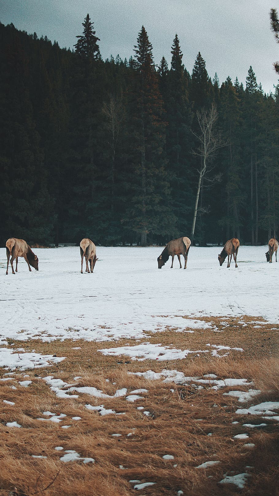 five brown horses, wildlife, elk, mammal, deer, animal, alberta HD wallpaper