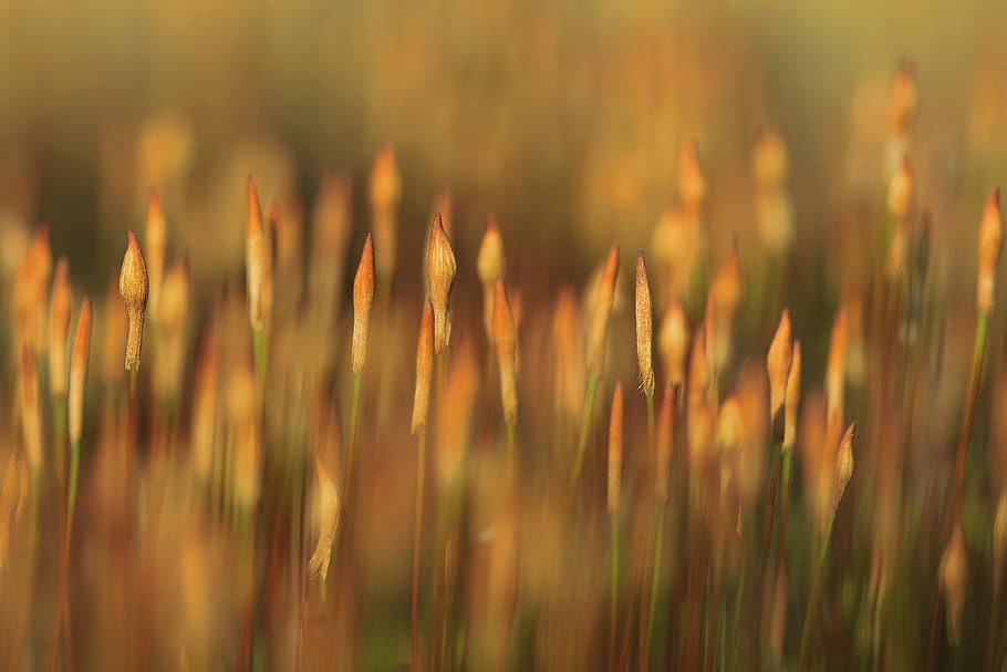 brown plants, growth, beauty in nature, field, no people, close-up HD wallpaper