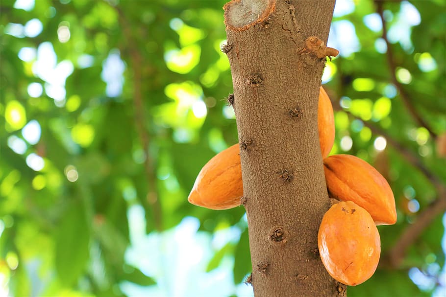fruit, tree, tropical, nature, food, healthy, fresh, mature HD wallpaper