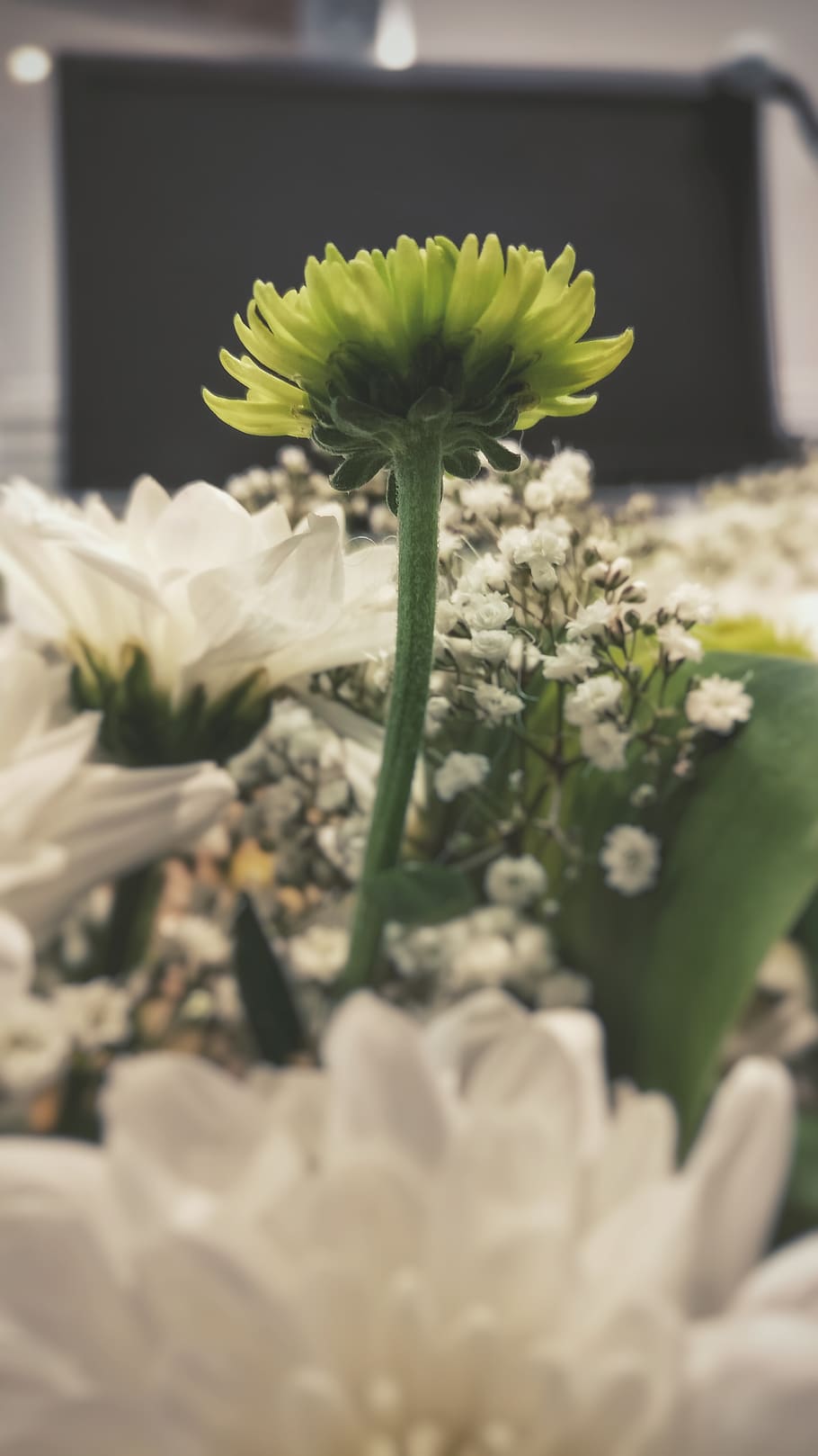 nature, flowers, flowering plant, fragility, vulnerability HD wallpaper