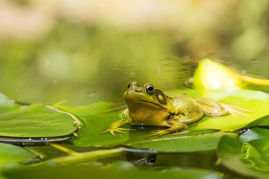 frog, pond, lake, green, nature, water, amphibian, toad, amphibians HD wallpaper