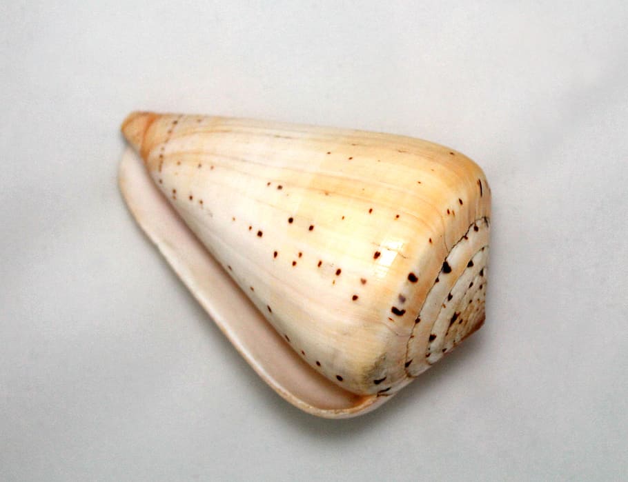 shell, seashell, speckled, macro, closeup, white, background HD wallpaper