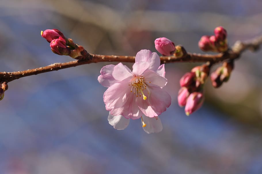 blossom, prunus, spring, tree, bloom, branch, flowers, pink, HD wallpaper