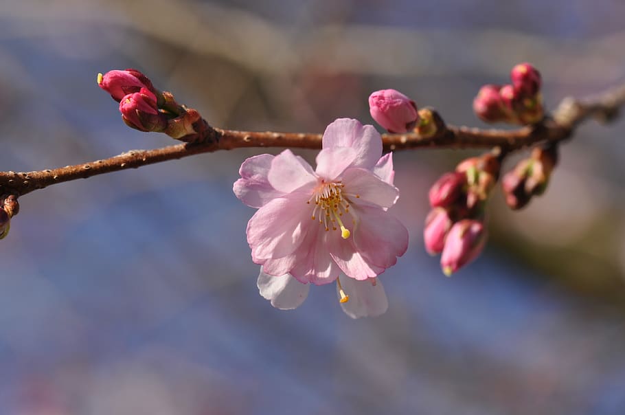blossom, prunus, spring, tree, bloom, branch, flowers, pink HD wallpaper