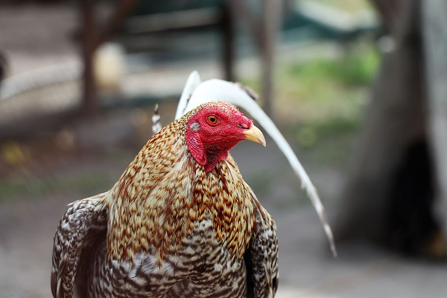 cock, bright, purebred, bird, animal, feathers, nature, farm, HD wallpaper