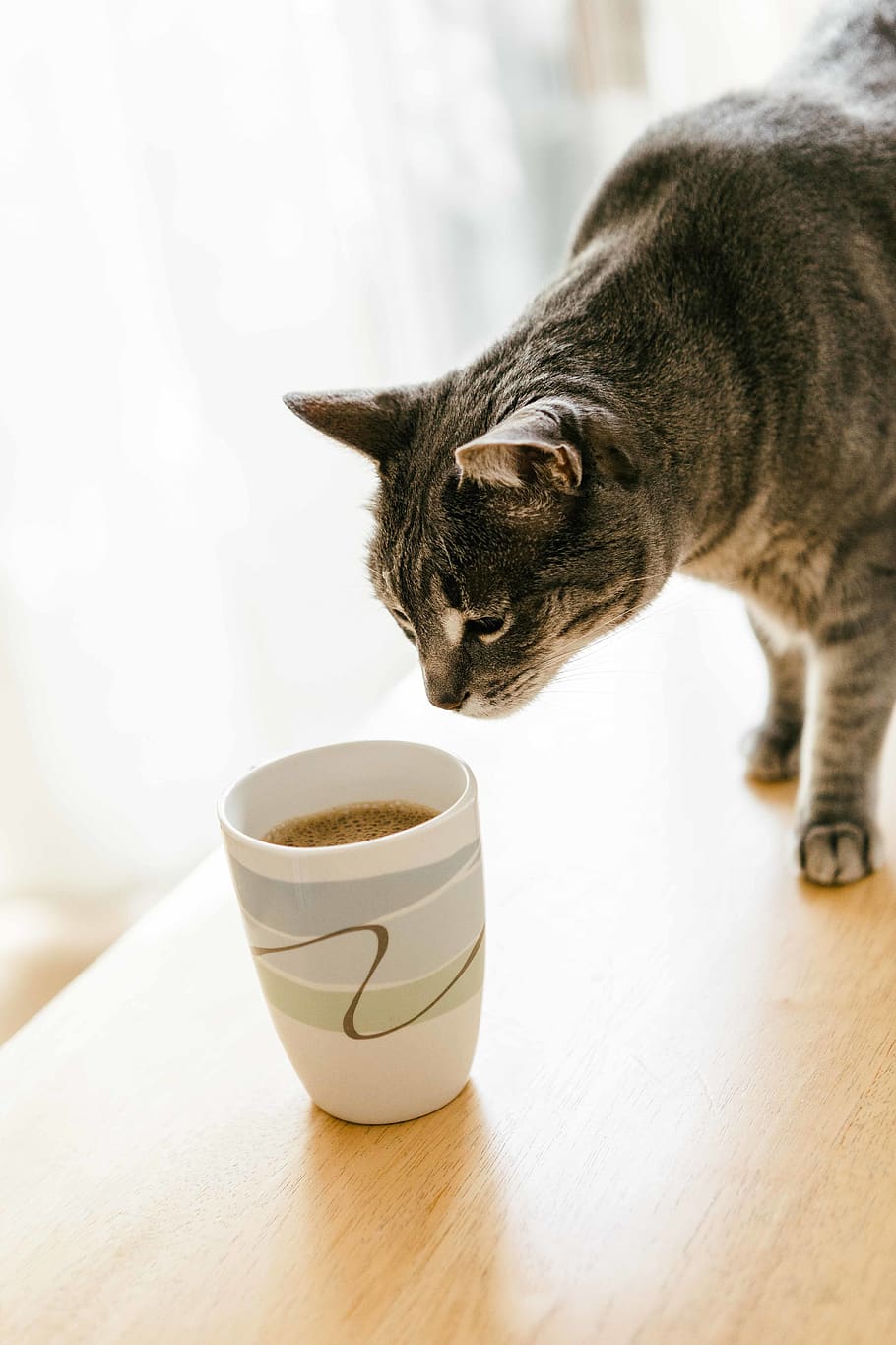 cat walking on table beside filled cup, coffee cup, mammal, animal HD wallpaper