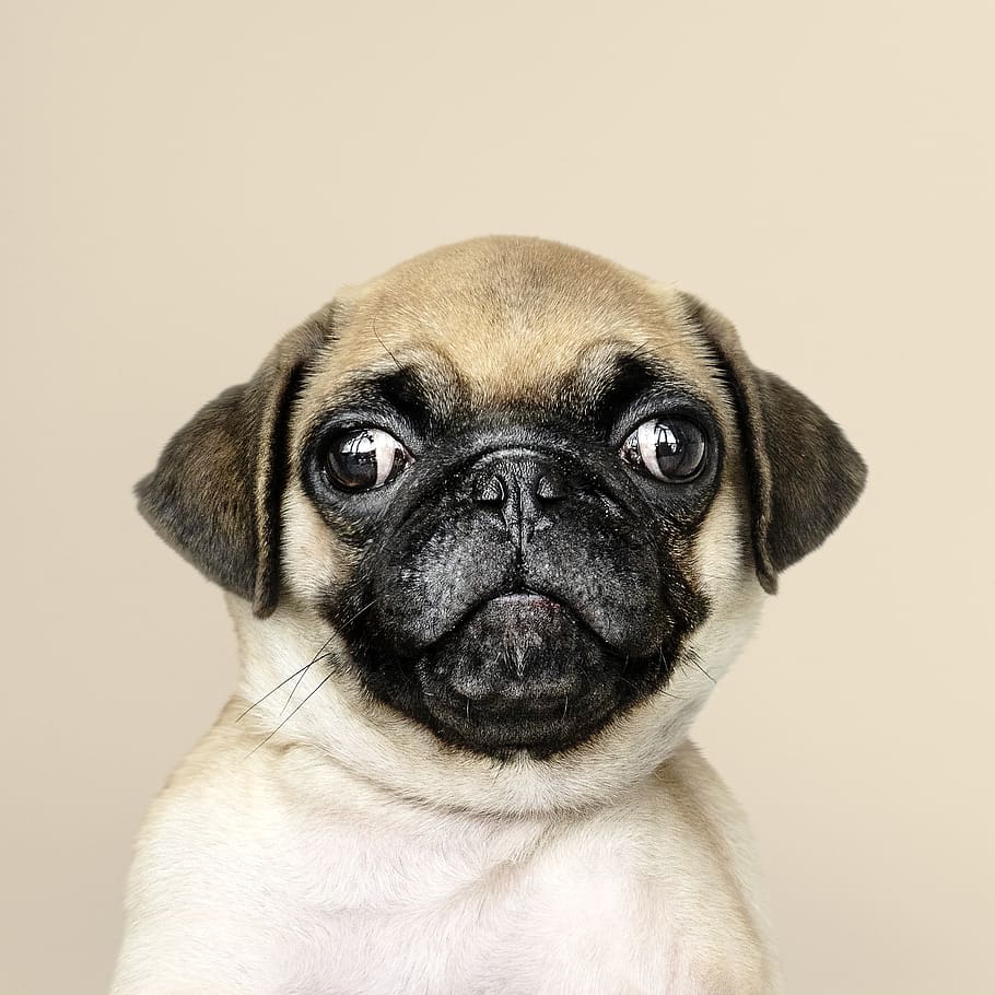 Fawn Pug, adorable, animal, breed, canine, close-up, cute, dog