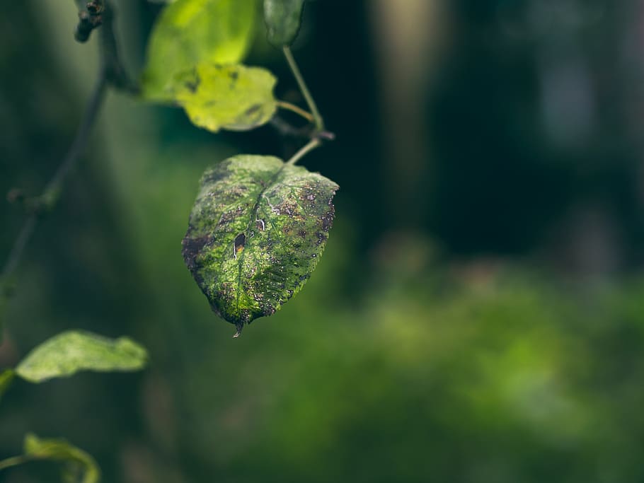 tree, nature, grass, branch, plant, photography, sunlight, leaf HD wallpaper