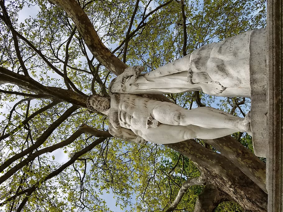 plant, tree, tree trunk, sculpture, art, oak, statue, sycamore HD wallpaper