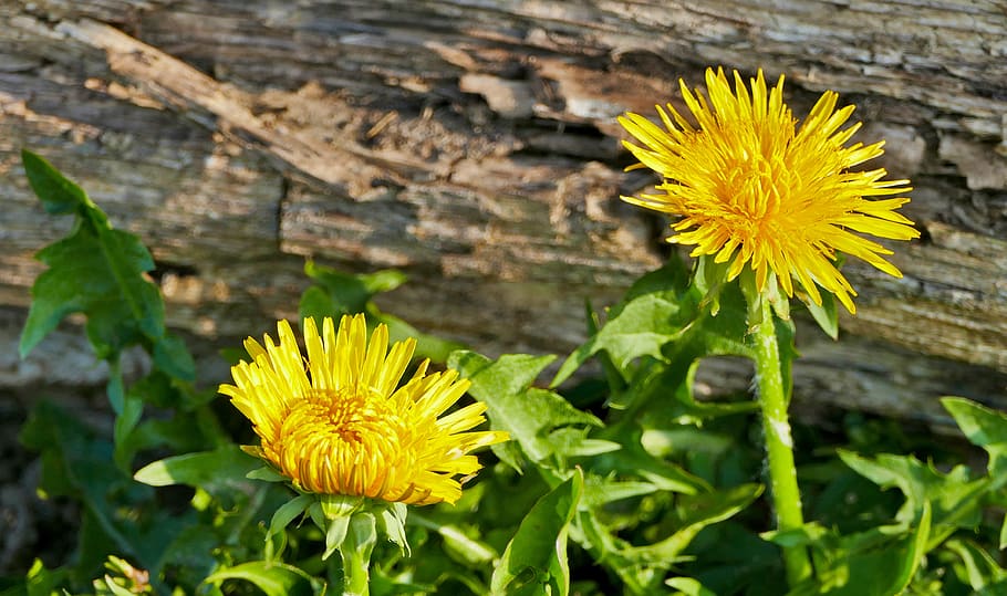 landscape, forest, dandelion, flower, yellow, light, sun, green, HD wallpaper