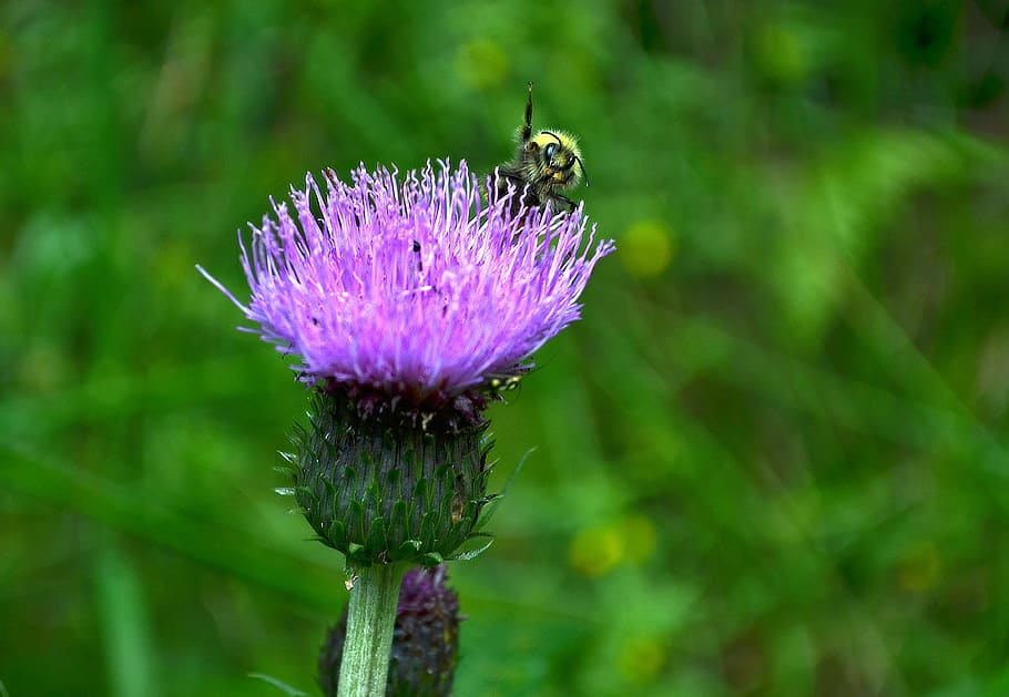 bumble-bee, waving, greeting, funny, macro, detail, nature HD wallpaper