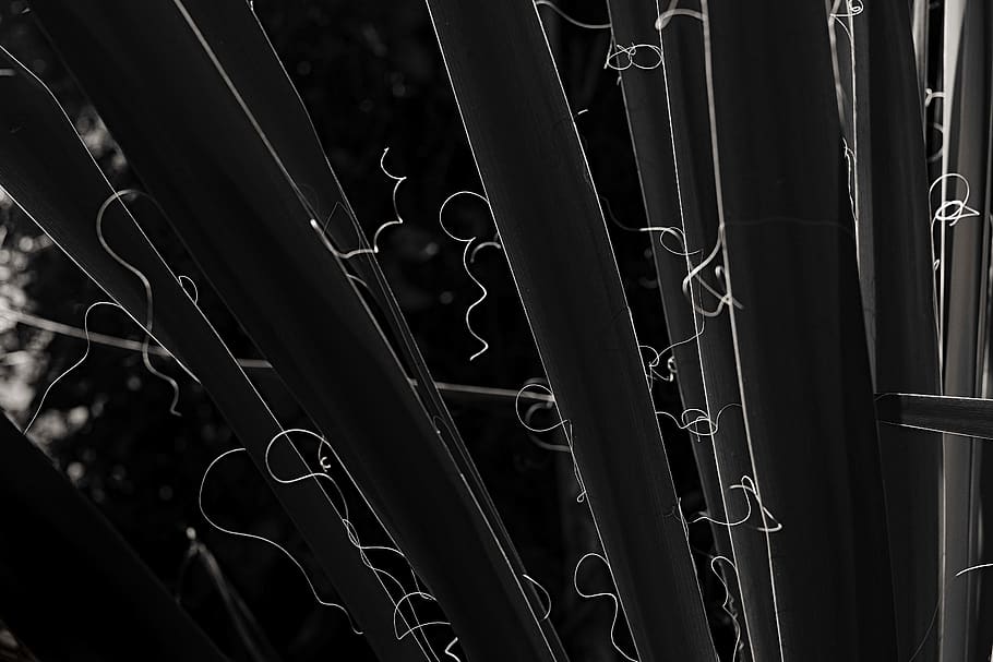 yucca, light, shadow, simplicity, graphic, monochrome, minimalism HD wallpaper