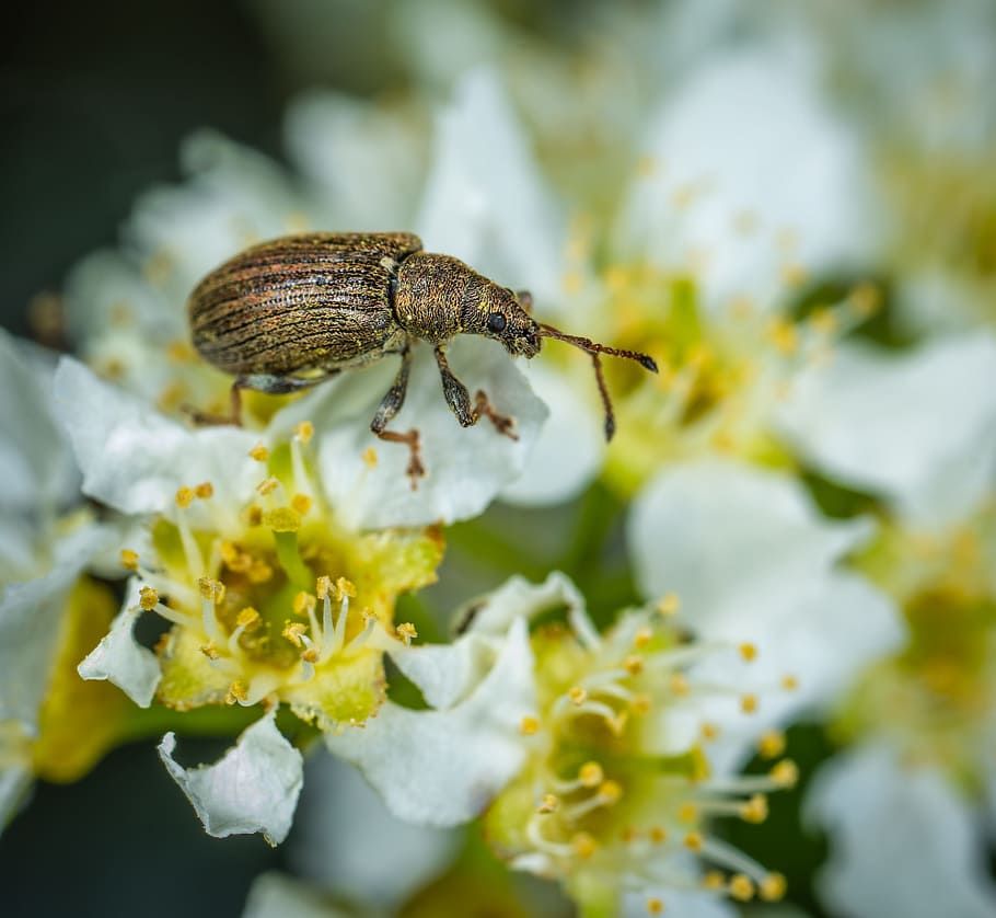 Brown Weevil Perched on White Flower, antenna, bee, beetle, bug HD wallpaper