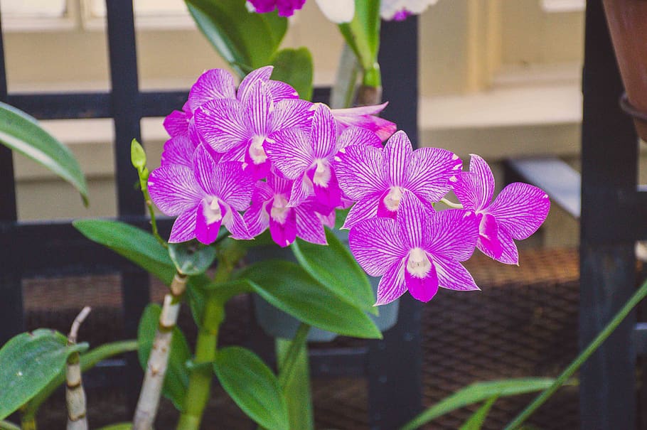 purple orchids, plant, flower, geranium, blossom, flower arrangement HD wallpaper