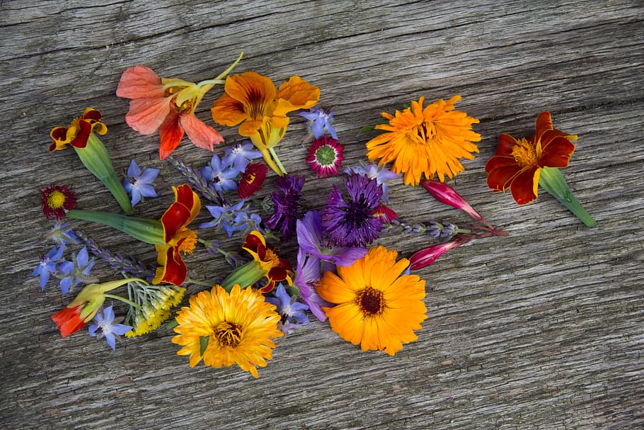 flowers, flora, bloom, petals, flowering plant, freshness, fragility HD wallpaper