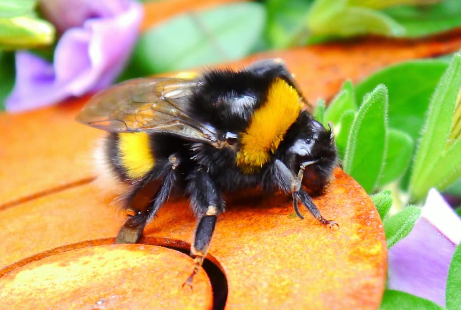 hummel, insect, close up, yellow, black, nature, animal, summer HD wallpaper