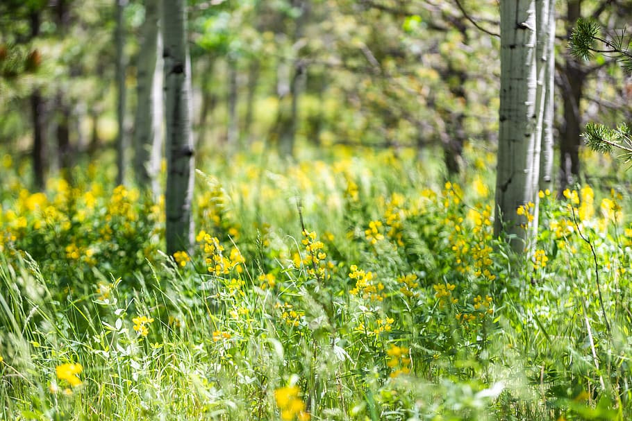 united states, evergreen, trees, forest, woods, wild, aspen HD wallpaper