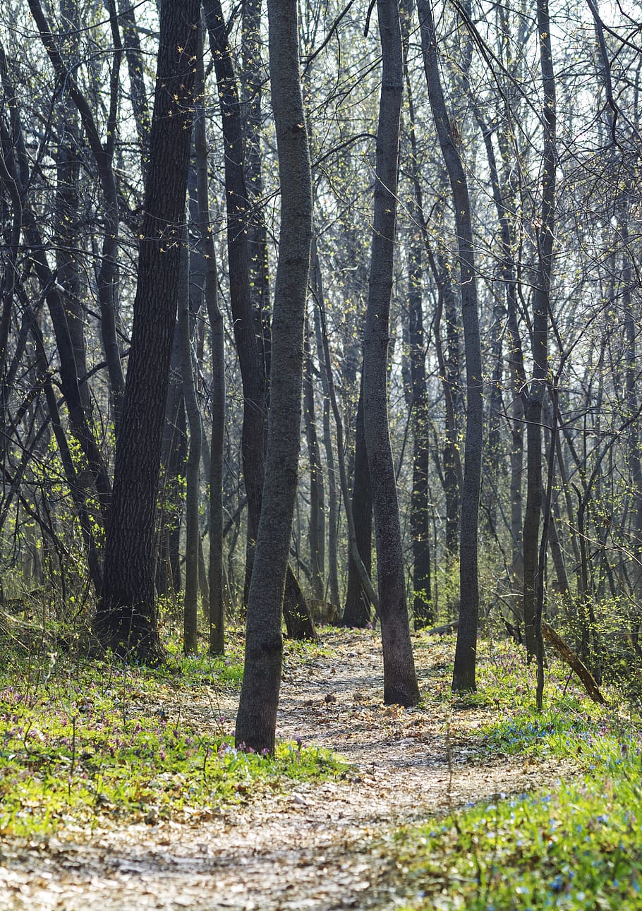 Ground forest