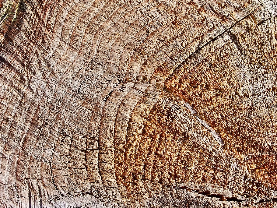 austria, textured, backgrounds, full frame, tree, rough, close-up HD wallpaper