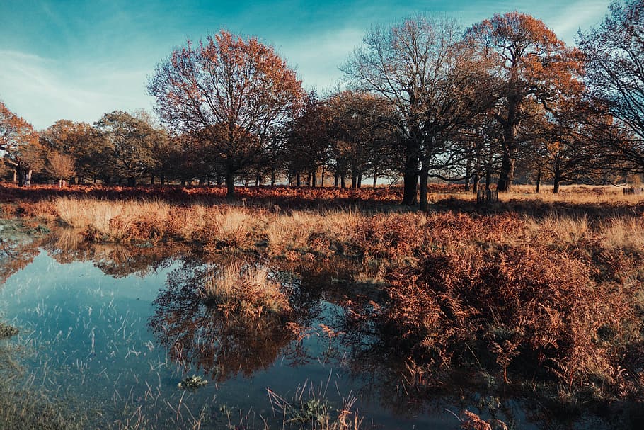 Brown Leafed Trees, dawn, daylight, environment, grass, landscape HD wallpaper