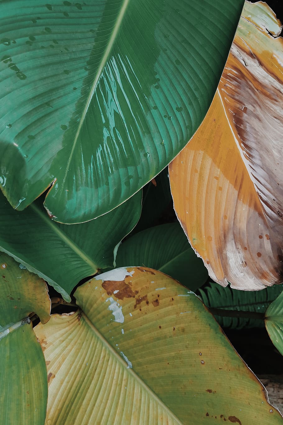 nature, rain, wet, leaf, color, colorful, plant, natural, clean HD wallpaper