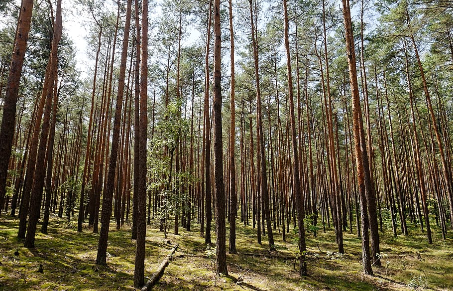 Green Leafed Trees, barbaric, conifer, daylight, environment HD wallpaper