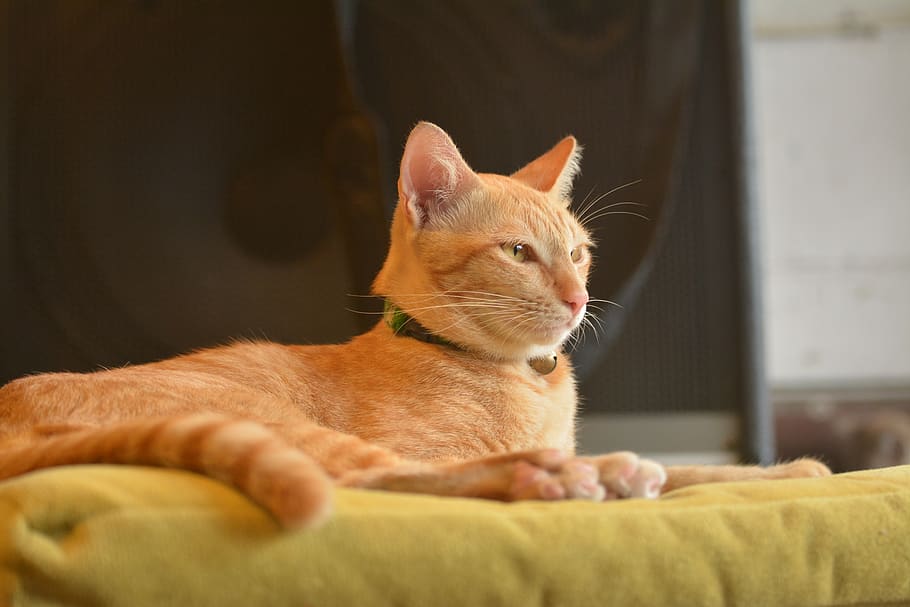 Orange Cat on Top of Yellow Textile, adorable, animal, animal photography