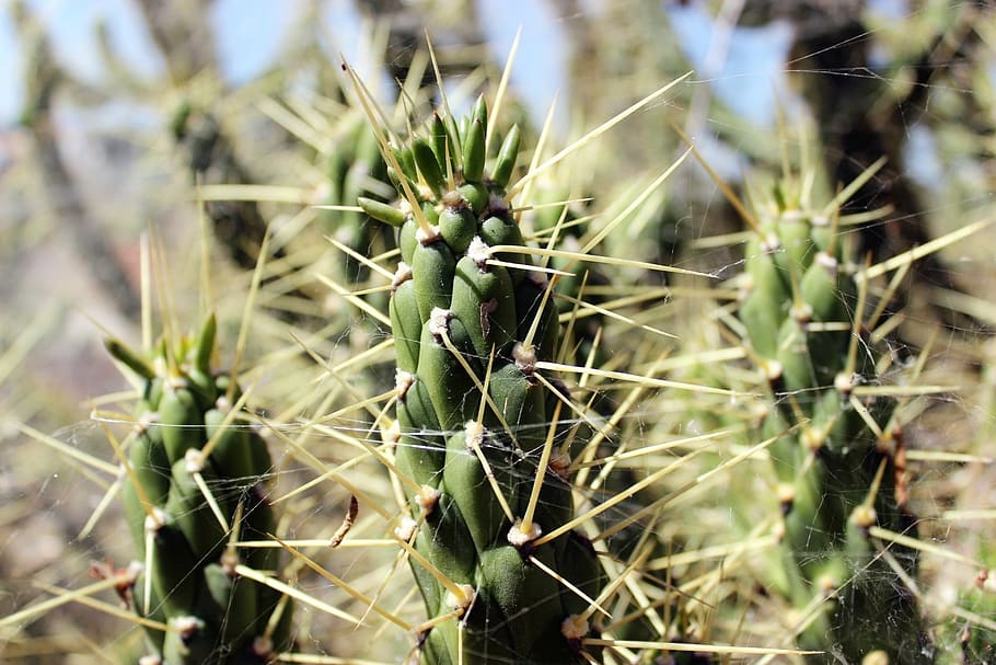 cactus, plant, growth, green color, succulent plant, nature HD wallpaper