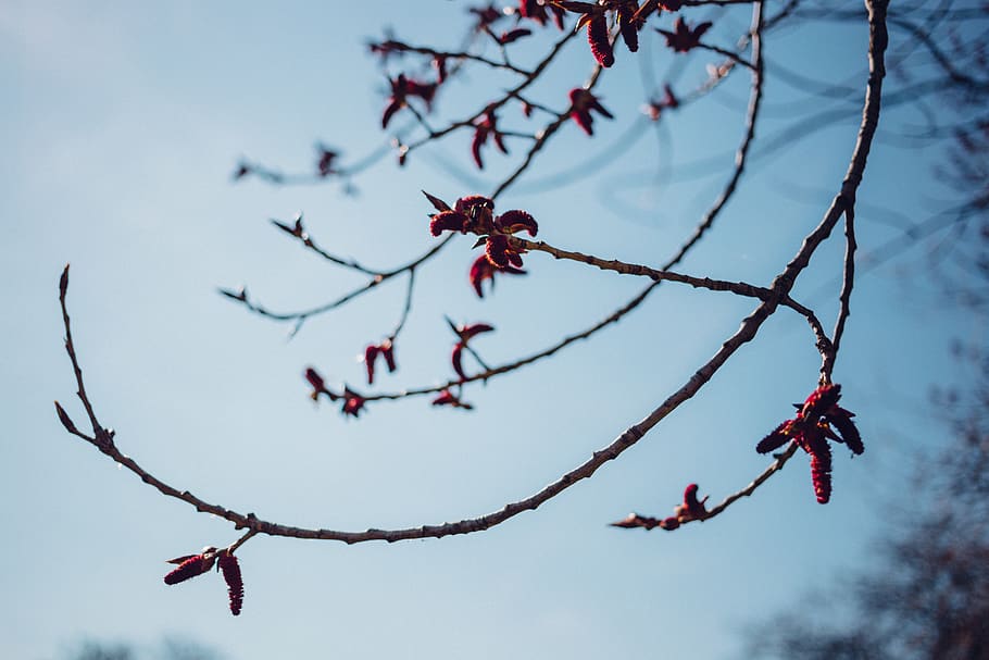 tree, branch, plant, nature, flowers, sky, beauty in nature HD wallpaper
