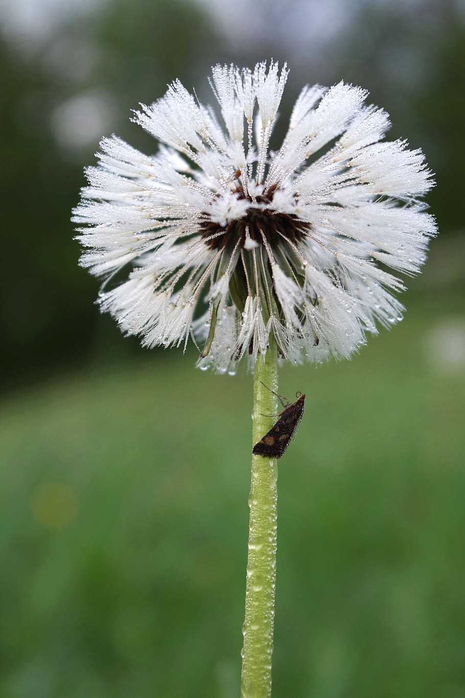 dandelion, dewdrop, insect, meadow, close up, flower, seeds HD wallpaper