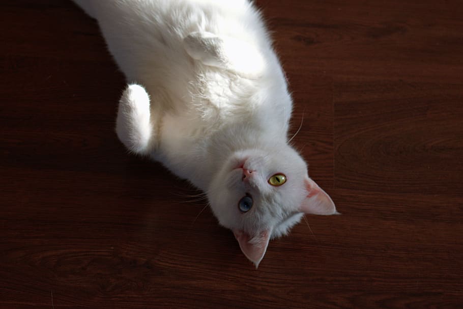 Short-coated White Cat Laying On Brown Wooden Surface, animal
