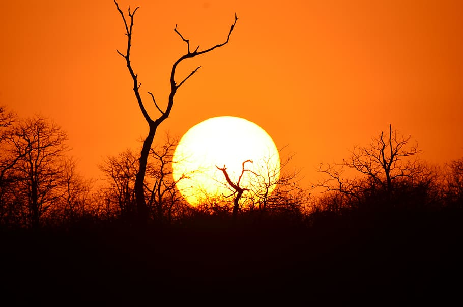 africa, sunset, tree, sky, relax, silhouette, bare tree, branch HD wallpaper