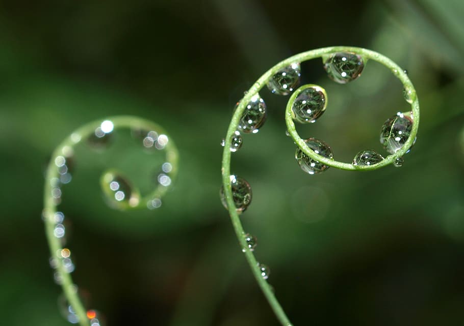 dew, rain, nature, drop, flora, droplet, wet, closeup, grass HD wallpaper