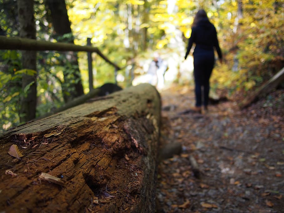 austria, vienna, forest, autumn, tree, land, plant, nature HD wallpaper