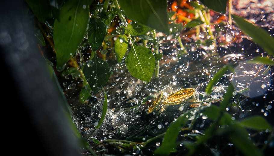ring, wedding, leaf, plant part, nature, water, spider web HD wallpaper