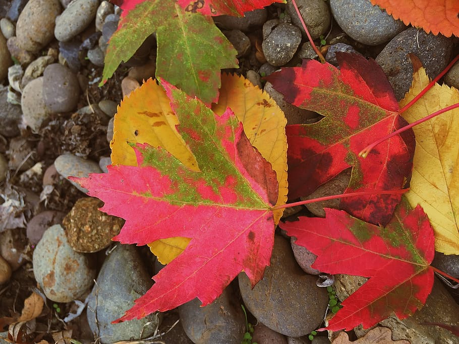 plant part, leaf, autumn, change, nature, day, close-up, no people, HD wallpaper