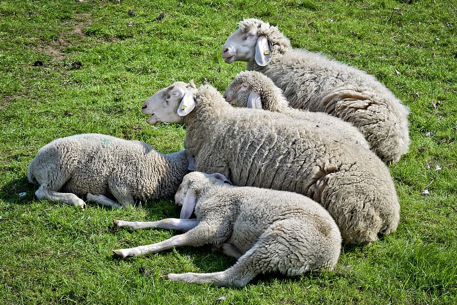 animal, sheep, lamb, wool, nature, cattle, flock, landscape HD wallpaper