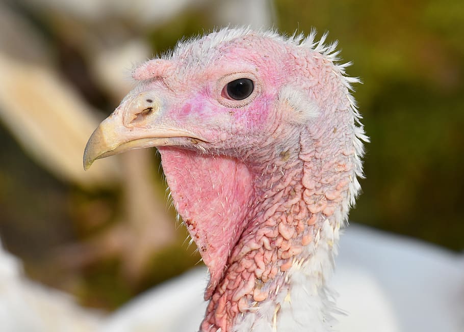 turkeys, birds, poultry, feather, plumage, range, livestock HD wallpaper