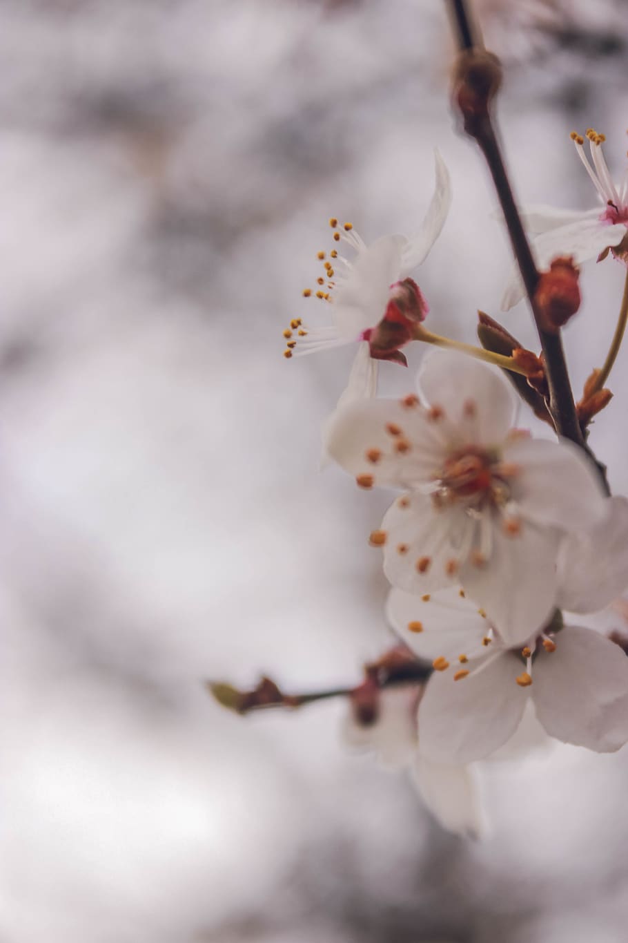 flowers, macro, tree, flowering plant, beauty in nature, fragility HD wallpaper