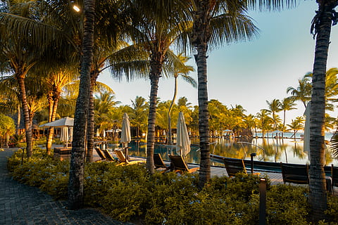 green palm tree, arecaceae, flora, plant, mauritius, hotel, resort HD wallpaper