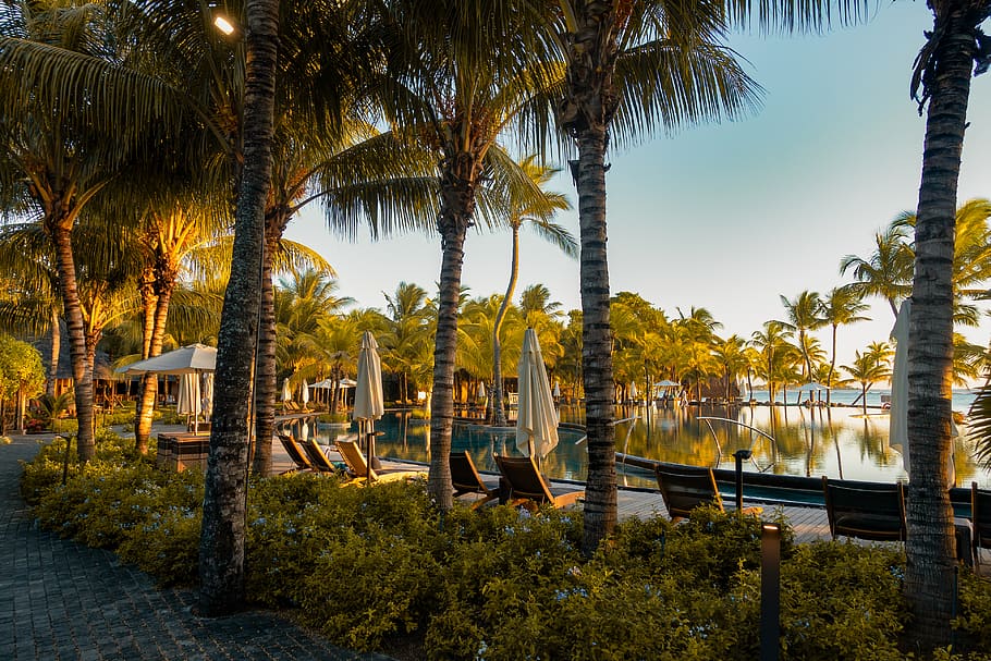 green palm tree, arecaceae, flora, plant, mauritius, hotel, resort HD wallpaper