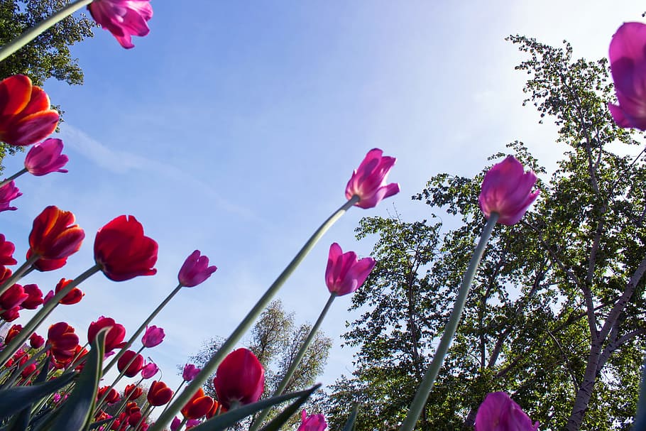 spring, tulip, flower, field, vibrant, pink, plant, season HD wallpaper