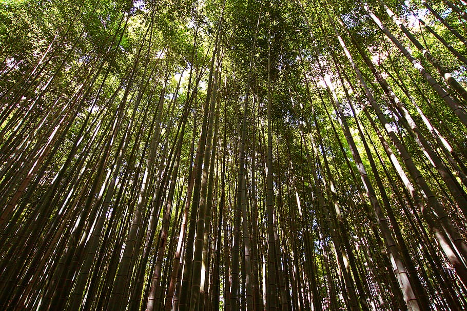 green forest, bamboo, tree, nature, arashiyama bamboo forest HD wallpaper