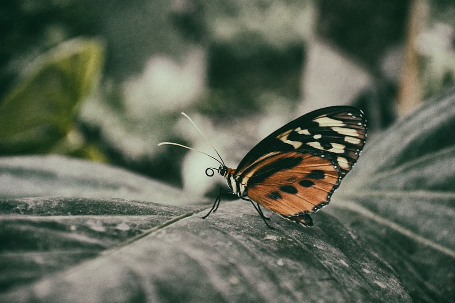 ecuador, mindo, forest, butterfly, insects, nature, invertebrate HD wallpaper