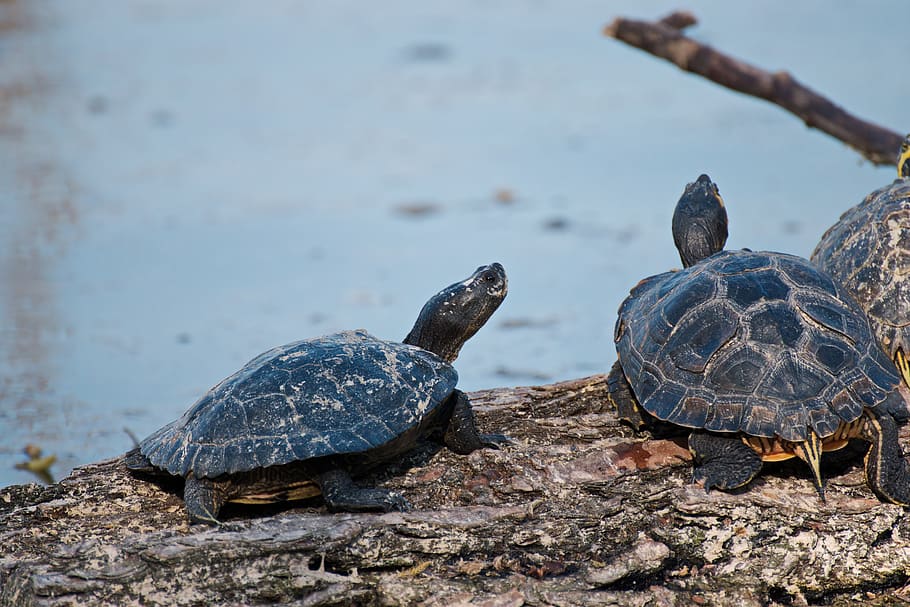 HD wallpaper: Close-Up Photography of Turtles, animal, blur, carapace ...