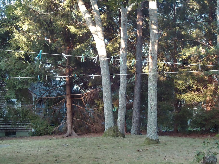 clothes, line, clothesline, trees, yard, plant, land, forest HD wallpaper