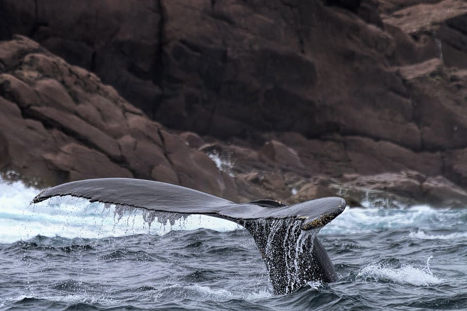 Whale near shore., humpback whale, newfoundland and labrador